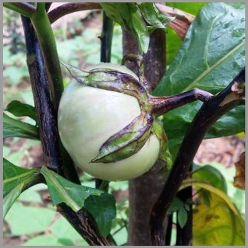 organic Brinjal Musuku - Online store for organic products in Bangalore - Vegetables |