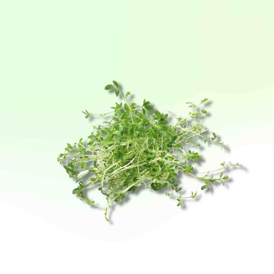 best micro greens in bangalore from nearby organic farms
