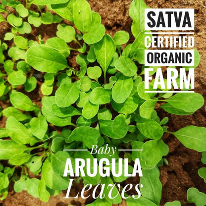 organic Baby Arugula Leaves - Online store for organic products in Bangalore - Exotics |