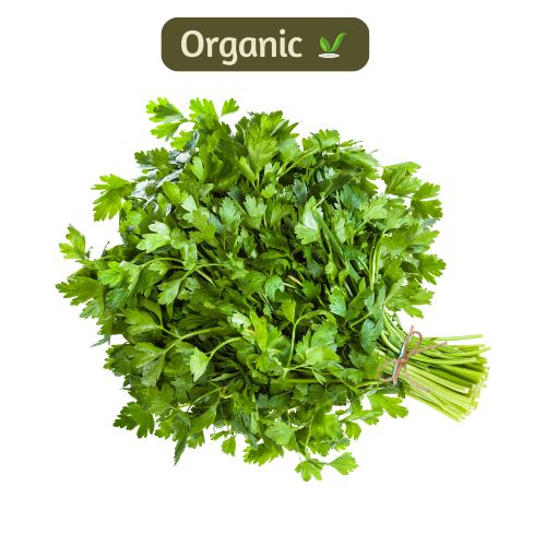 organic Coriander - Online store for organic products in Bangalore - Leafy | Leafy & Herbs
