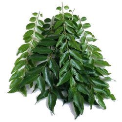organic Curry Leaves - Online store for organic products in Bangalore - Karibevu | Leafy