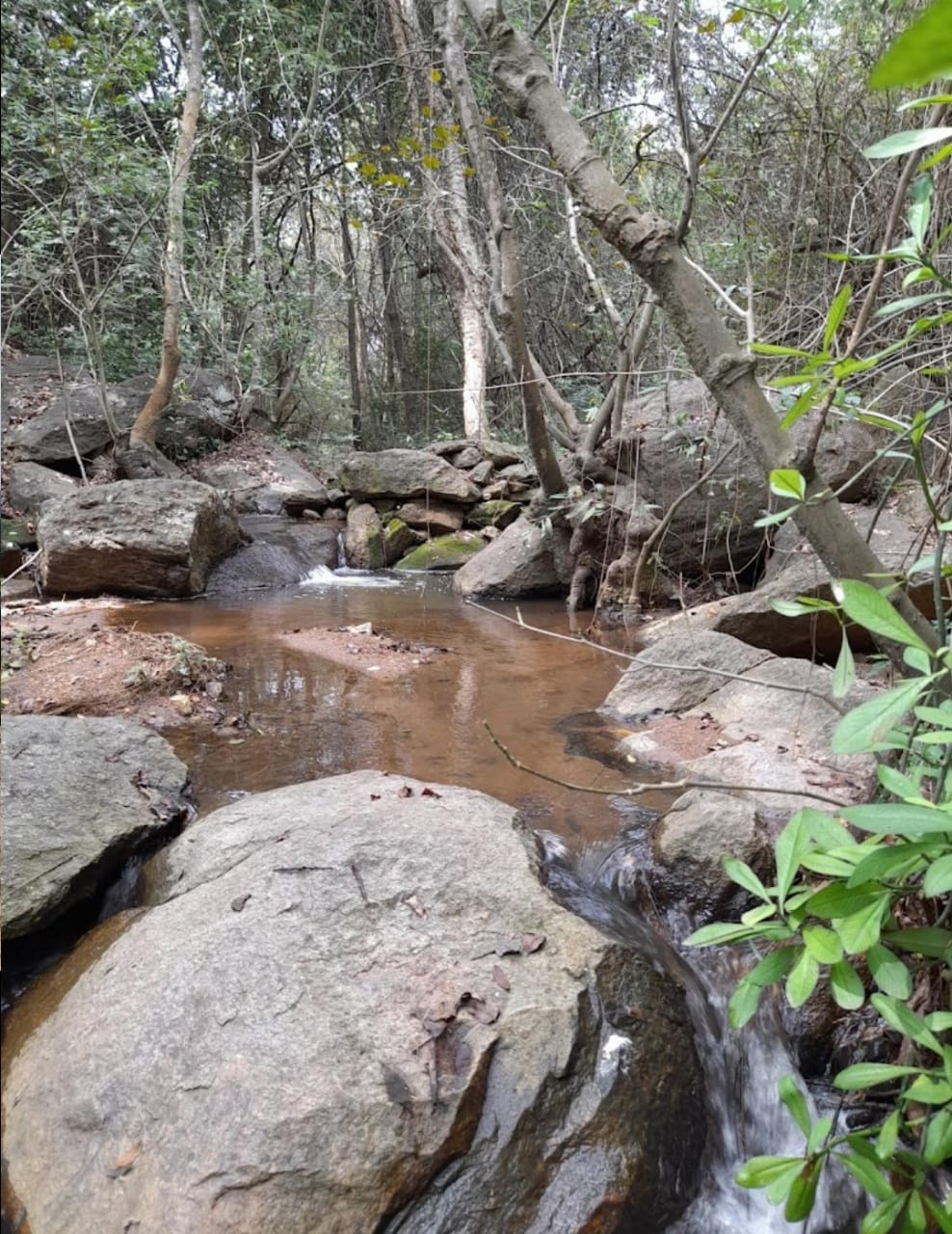 organic Farm Stay@Nature Inspires - Chiguru Ecospace - Online store for organic products in Bangalore - Farm Tours | Farm Visits