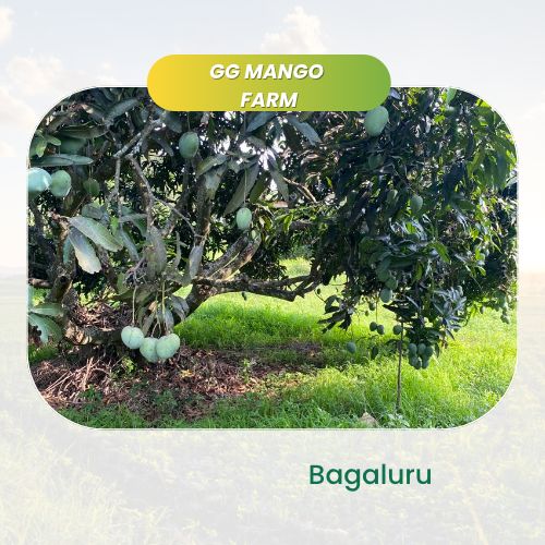 organic GG Mango Farm - Online store for organic products in Bangalore - |