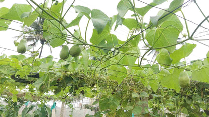organic Gowramma Farm - Online store for organic products in Bangalore - Farm Tours | Farm Visits