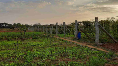 organic Gowramma Farm - Online store for organic products in Bangalore - Farm Tours | Farm Visits