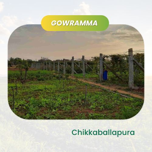 organic Gowramma Farm - Online store for organic products in Bangalore - Farm Tours | Farm Visits