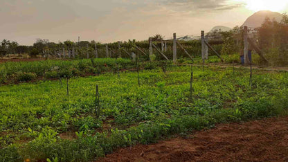 organic Gowramma Farm - Online store for organic products in Bangalore - Farm Tours | Farm Visits