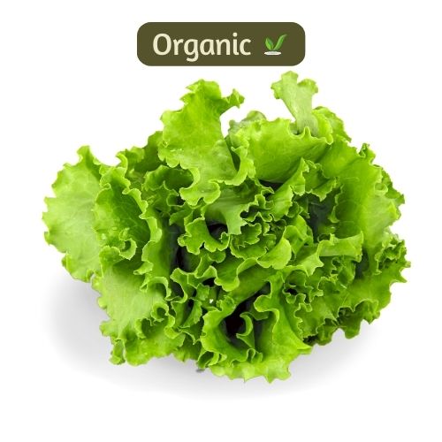 organic Green Lettuce - Online store for organic products in Bangalore - Exotics | Leafy