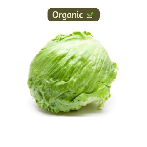 organic Iceberg lettuce - Online store for organic products in Bangalore - Exotics |