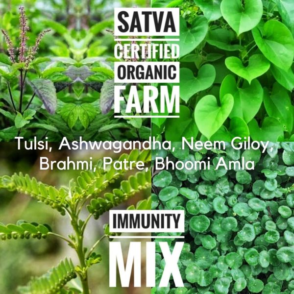 organic Immunity Mix - Online store for organic products in Bangalore - Leafy | Leafy & Herbs