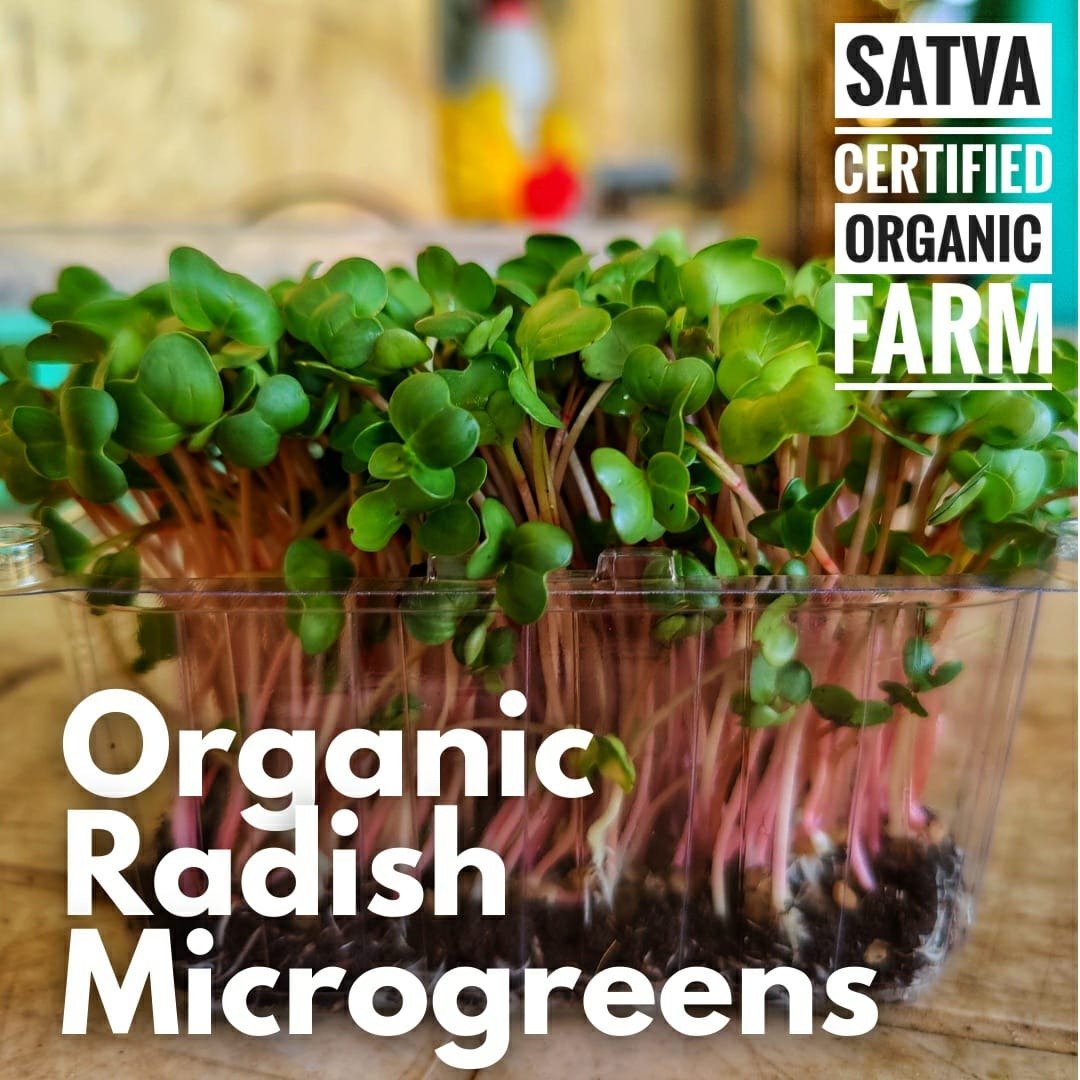 organic Live Radish Microgreens - Online store for organic products in Bangalore - Dips | Greens