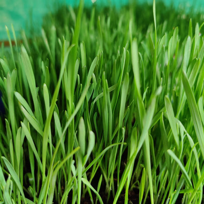 organic Living Wheatgrass Microgreens - Online store for organic products in Bangalore - Dips | Greens