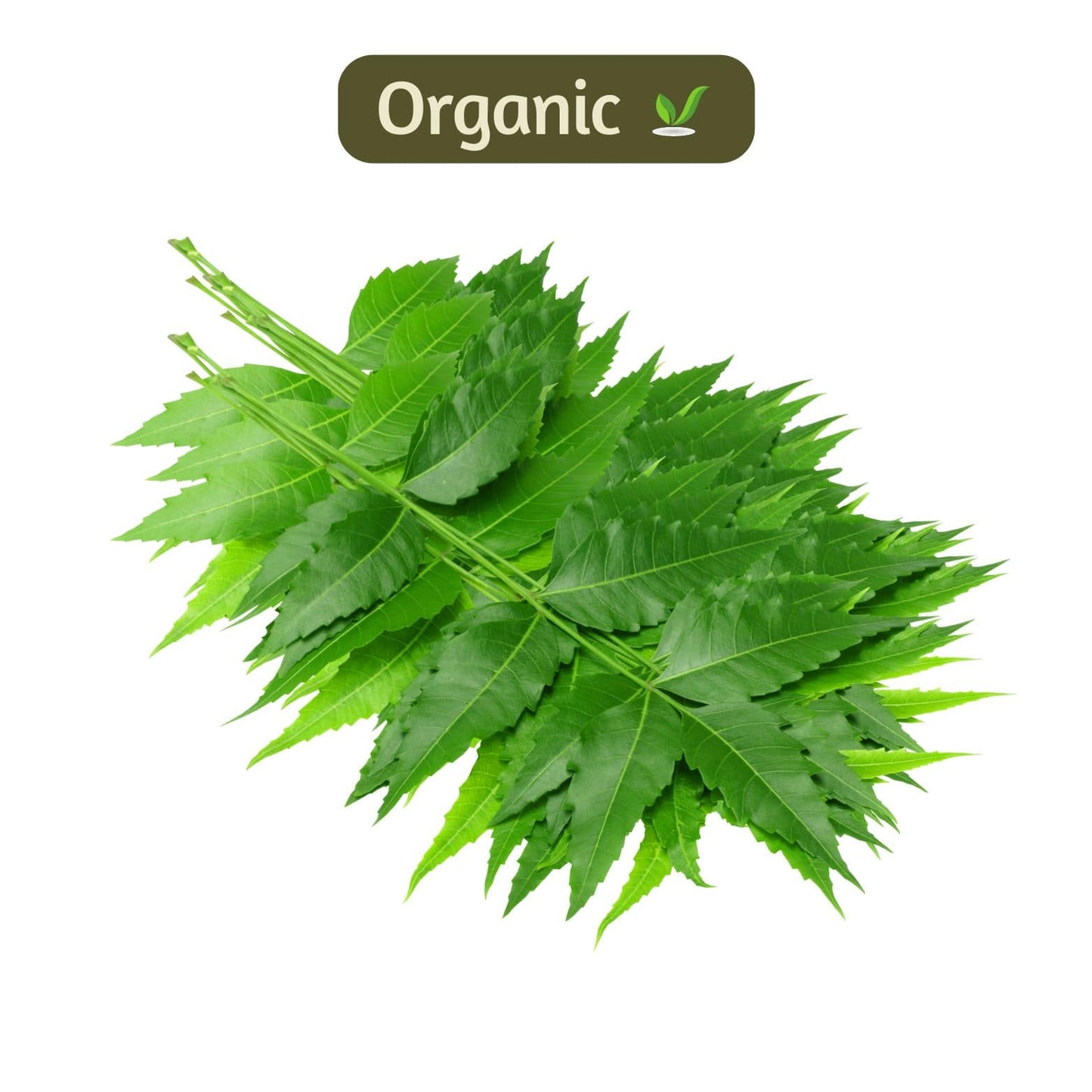 organic Neem leaves - Online store for organic products in Bangalore - Leafy |