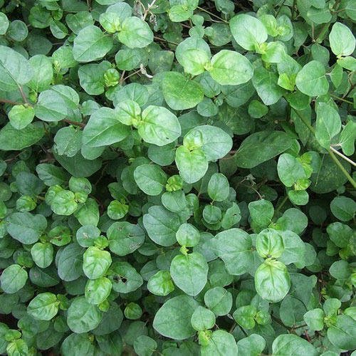 organic Punarnava Leaves - Online store for organic products in Bangalore - Leafy | Leafy & Herbs
