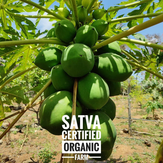 organic Raw Papaya - Online store for organic products in Bangalore - Parangi | Vegetables