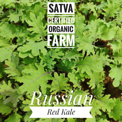 organic Red Russain Kale - Online store for organic products in Bangalore - Exotic vegetables | Exotics
