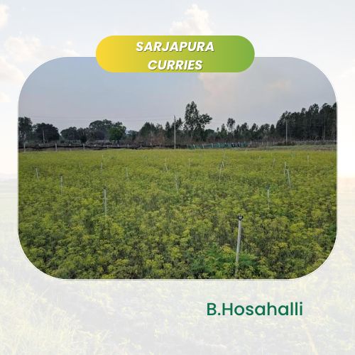 organic Sarjapura Curries - Online store for organic products in Bangalore - Farm Tours | Farm Visits