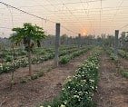 organic SNS Organic Farm Stay(Day Stay) - Online store for organic products in Bangalore - Farm Tours | Farm Visits