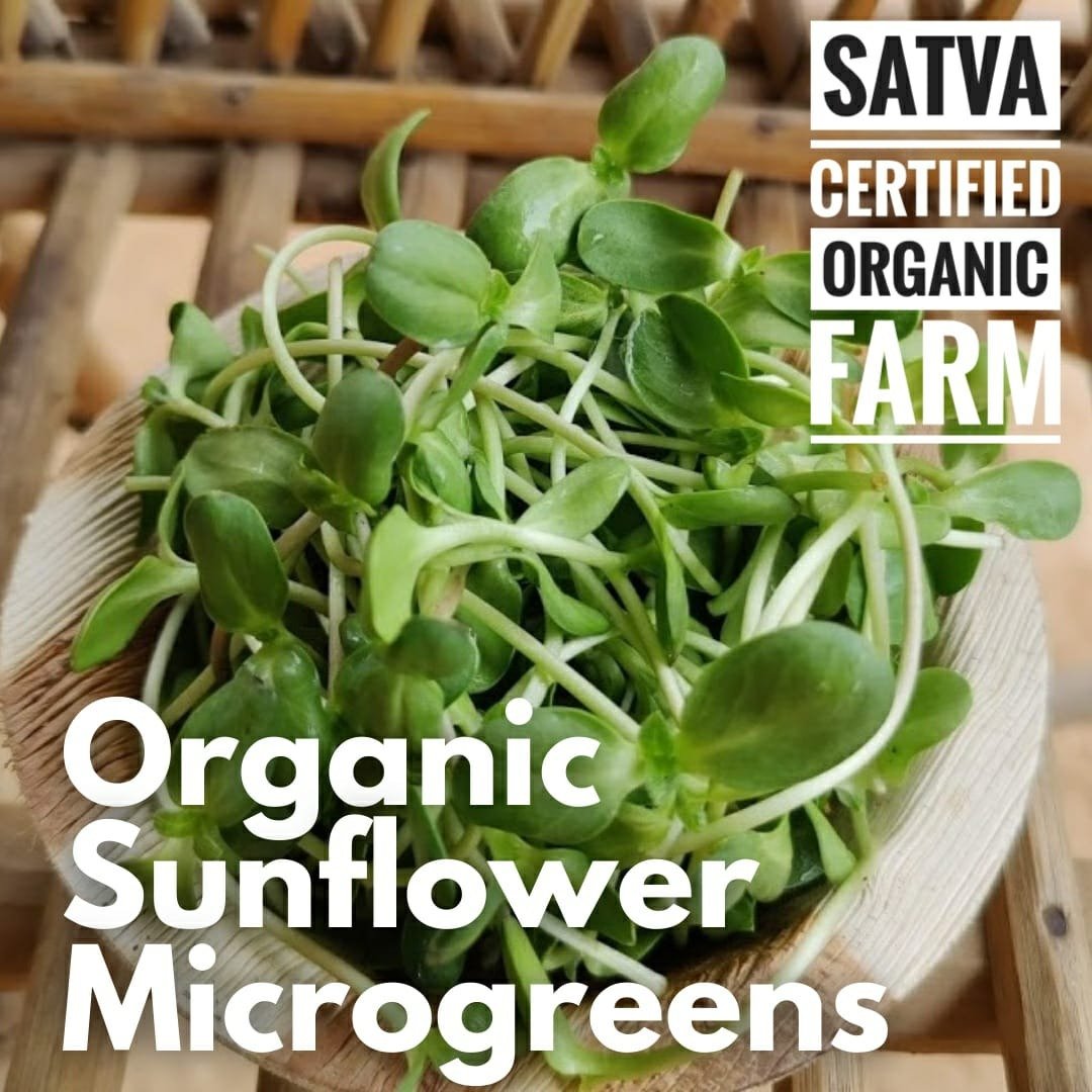 organic Sunflower Microgreens - Online store for organic products in Bangalore - Dips | Greens
