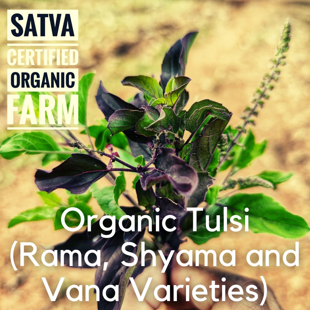 organic Tulasi Leaves(Mix of rama, shyama and vana tulasi) - Online store for organic products in Bangalore - Leafy | Leafy & Herbs