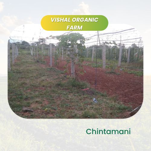 organic Vishal Organic Farm - Online store for organic products in Bangalore - |