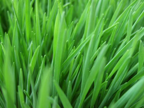 organic Wheatgrass Microgreens - Online store for organic products in Bangalore - Dips | Microgreens
